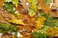 Yellow And Red Autumn Oak Leaves On A White Base, Top View, Place For Text