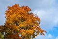 Yellow autumn maple branches against a background of blue sky with clouds Royalty Free Stock Photo