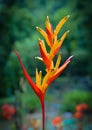 Yellow and red bird of paradise flower Royalty Free Stock Photo