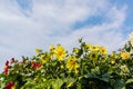 Yellow and red blooming dahlias against the blue sky. Royalty Free Stock Photo