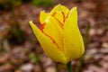 Yellow with red border tulip flower close-up in the garden. Bright blooming in spring Royalty Free Stock Photo