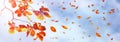 Yellow and red bright autumn leaves and butterflies against a blue sky with clouds in the sunlight. Royalty Free Stock Photo