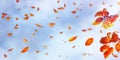 Yellow and red bright autumn leaves and butterflies against a blue sky with clouds in the sunlight. Royalty Free Stock Photo