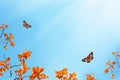 Yellow and red bright autumn leaves and butterflies against a blue sky in the sunlight. Autumn natural background. Royalty Free Stock Photo