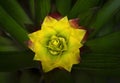 Yellow-red Bromeliads flowering plants blooming in the garden on dark green leaves background.