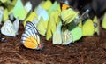 Yellow red butterfly (Painted Jezebel). Royalty Free Stock Photo