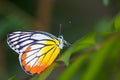 Yellow Red Butterfly. Royalty Free Stock Photo