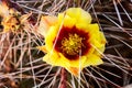 Yellow and Red Cactus Flower on Black Spine Prickly Pear Closeup