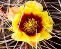 Yellow and Red Cactus Flower with Sharp Spines Closeup