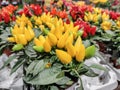 Yellow and red Capsicum. Capiscum plant in the pots Royalty Free Stock Photo