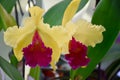 Yellow and red cattleya orchid. Close up in Amsterdam. Royalty Free Stock Photo