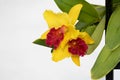 Yellow and red Cattleya orchids are blooming with green leaves on black steel shelf on isolated white Royalty Free Stock Photo