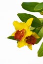 Yellow and red Cattleya orchids are blooming with green leaves on isolated white background Royalty Free Stock Photo