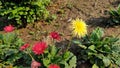 Yellow and Red Cerebra flowers in the garden