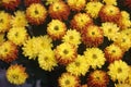 Yellow-red chrysanthemum