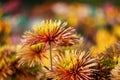Yellow-red chrysanthemums on a blurry background close-up. Beautiful bright chrysanthemums bloom in autumn in the garden. Royalty Free Stock Photo