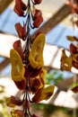 Yellow and red clock vine flowers thunbergia mysorensis