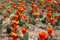 Yellow and red colered tulip flowers Royalty Free Stock Photo