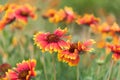 Yellow and red common blanketflowers Gaillardia aristata blooming in summer Royalty Free Stock Photo