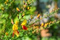 Yellow and Red Cytisus Scoparius Royalty Free Stock Photo