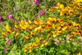 Yellow and Red Cytisus Scoparius Royalty Free Stock Photo
