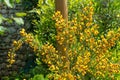 Yellow and Red Cytisus Scoparius Royalty Free Stock Photo