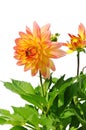 Yellow red dahlia flower isolated on white Royalty Free Stock Photo