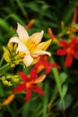 Yellow and red daylilies on a green background Royalty Free Stock Photo