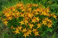 Yellow-red Daylilies Latin: Hemerocallis on green leaves background in summer. Flower beds with flowers in garden. Soft Royalty Free Stock Photo