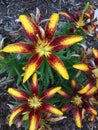 Yellow and red daylily flowers Royalty Free Stock Photo