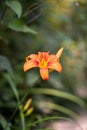 Yellow red daylily Hemerocallis fulva close up