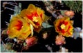 Yellow and red desert cactus flowers Royalty Free Stock Photo