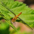 A yellow and red dragonfly with extended wings on a green leaf. Red eyes, the body is green and yellow in the sun. Animal theme, Royalty Free Stock Photo