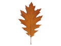 Yellow-red dried autumn oak leaf, isolated on a white background Royalty Free Stock Photo