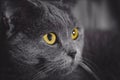 Yellow and red eyes, silhouette of cat, evening Royalty Free Stock Photo