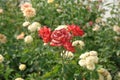 Yellow and red fading roses in garden Royalty Free Stock Photo