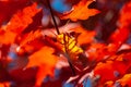 Yellow and red fall maple leafs.