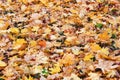 Yellow and red fallen leaves Royalty Free Stock Photo