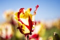 Yellow and Red Fancy Tulip Flower with blurred background Royalty Free Stock Photo