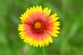 Yellow-red field flower with a bee Royalty Free Stock Photo