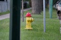 Yellow and red fire hydrant in the midground with tree trunk in the background Royalty Free Stock Photo