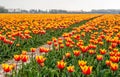 Yellow-red flamed tulips in a large field Royalty Free Stock Photo