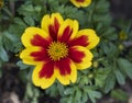 Yellow-red flower of the Bidens ferulifolia plant