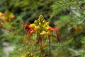 Yellow and red flower of the bird of paradise Royalty Free Stock Photo