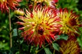 Yellow and red flower of the dahlia named Jessica, Asteraceae, in late summer and autumn