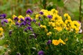 violet and yellow beautiful flower in the garden shined at sun