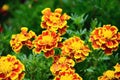 Yellow and red flower in the garden shined at sun