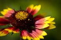 Yellow red flower on green background close-up Royalty Free Stock Photo