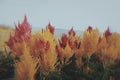 Yellow and Red flower from high ground