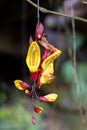 Yellow red flower of Mysore trumpetvine Indian clock vine growing in Malaysia Royalty Free Stock Photo